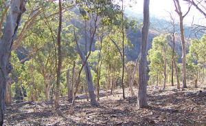 Forestación Eucalyptus